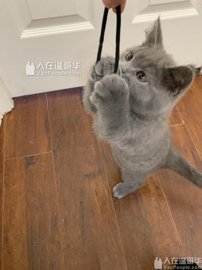 出售一只两个月大英短宝宝小猫蓝猫价格$1000 随时可以准备回家