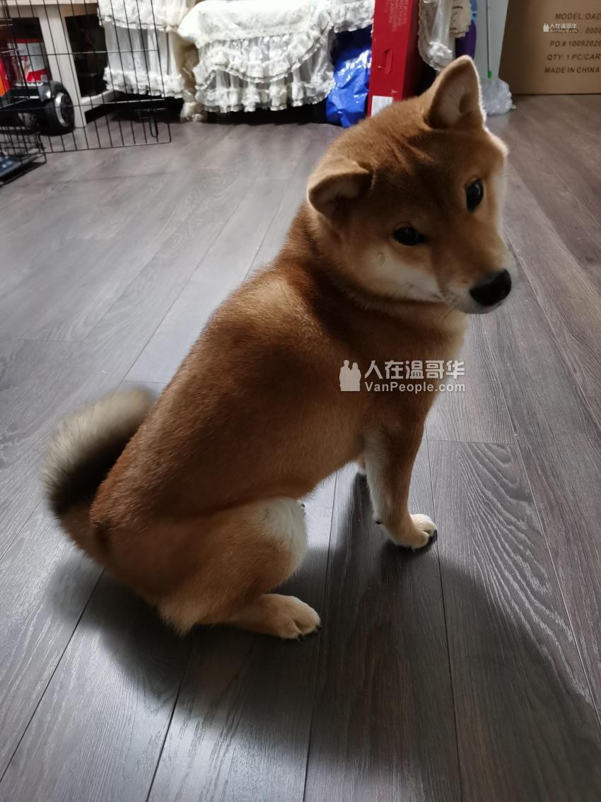 忍痛出售自家5个多月柴犬- 人在温哥华网VanPeople.com