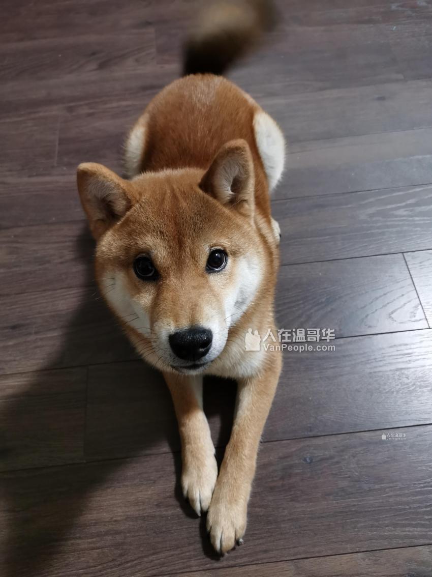 忍痛出售自家5个多月柴犬- 人在温哥华网VanPeople.com
