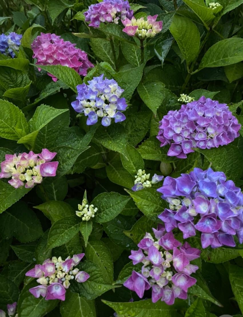 杞子树无花果绣球芍药灯龙花梅桂红枫叶树四季不落叶米仔兰- 人在温哥华 