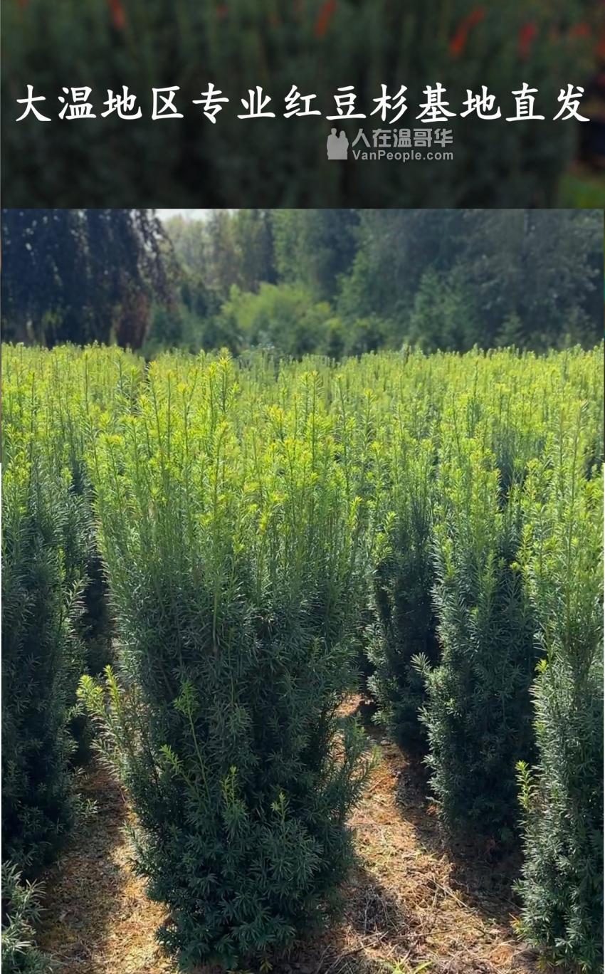 紅豆杉 紅豆杉- 維基百科，自由的百科全書