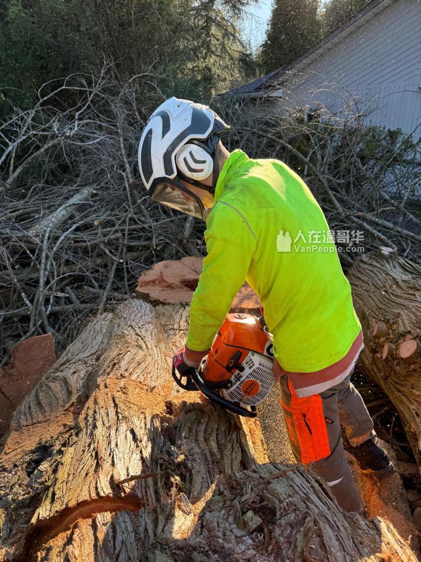 Pony Tree Service 招聘 - 人在温哥华网 VanPeople.com
